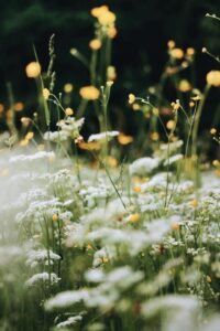 Helle Blumenwiese mit weißen und gelben Wildblumen