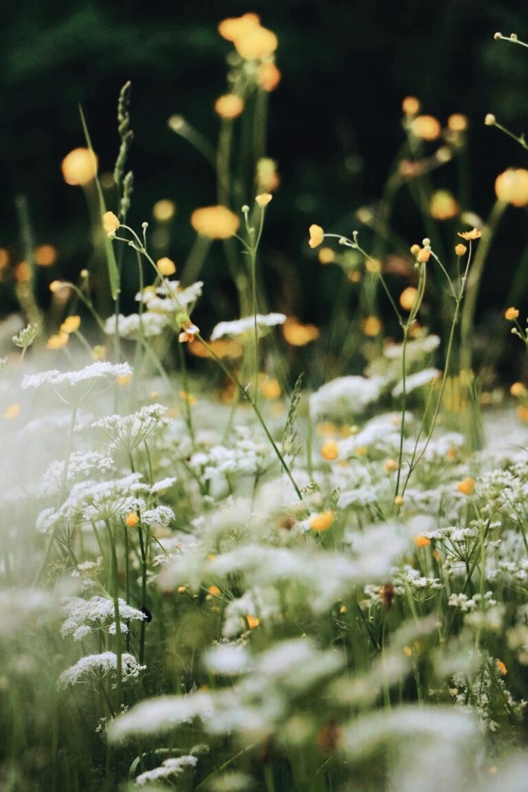 Helle Blumenwiese mit weißen und gelben Wildblumen