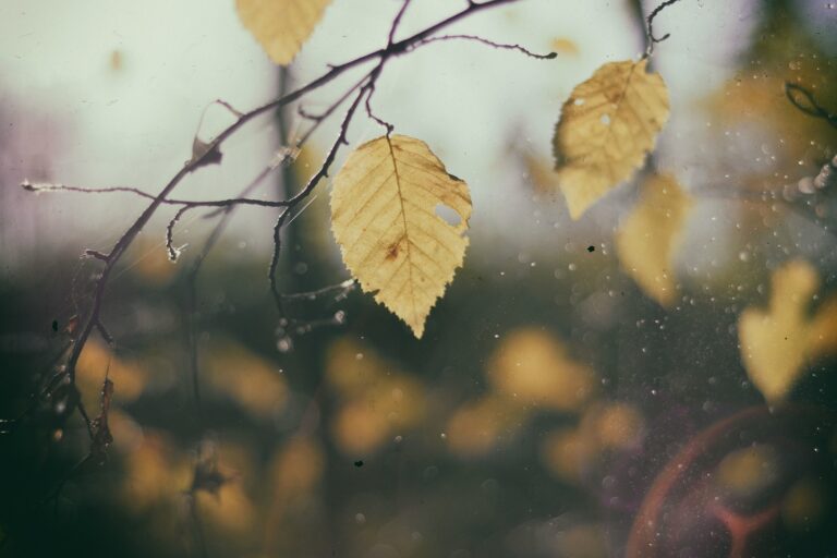 Gelbe Herbstblätter an einem Zweig vor unscharfem Hintergrund