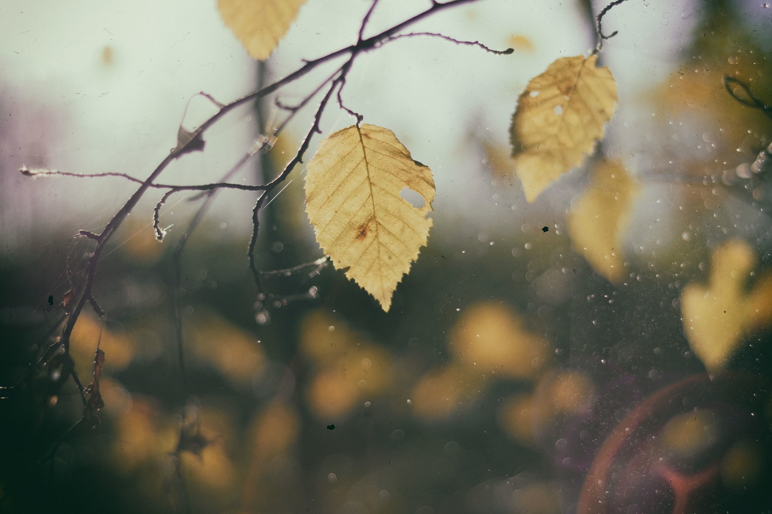 Gelbe Herbstblätter an einem Zweig vor unscharfem Hintergrund