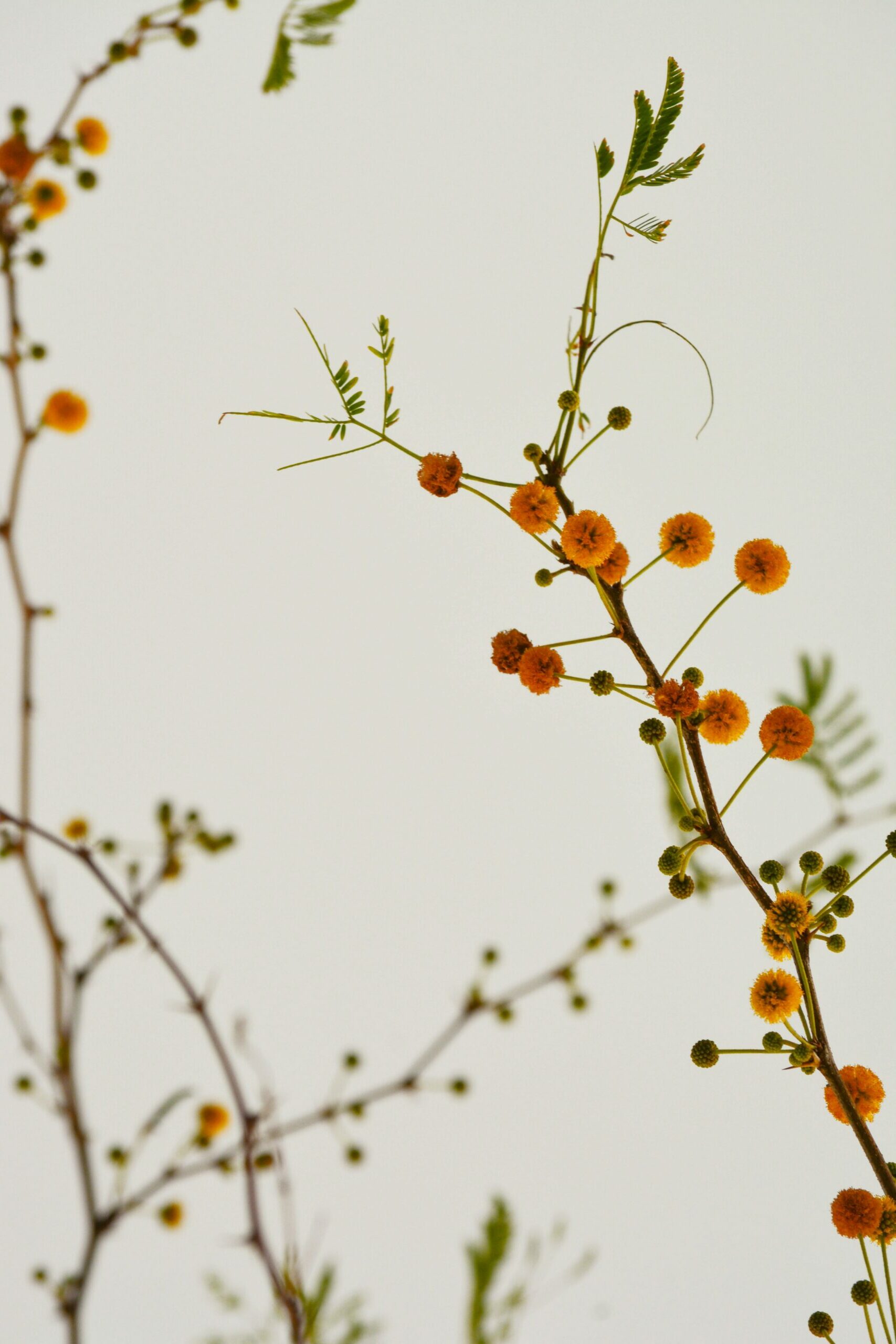 kleine orange kugelförmige Blumen auf hellem Hintergrund
